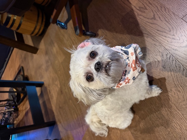 One of the studio dogs